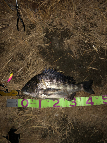 クロダイの釣果