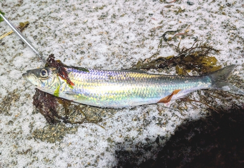 ニシンの釣果