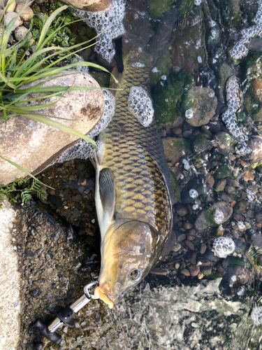 コイの釣果