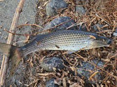 ボラの釣果