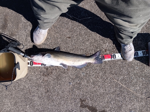 アメリカナマズの釣果