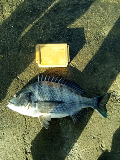 クロダイの釣果