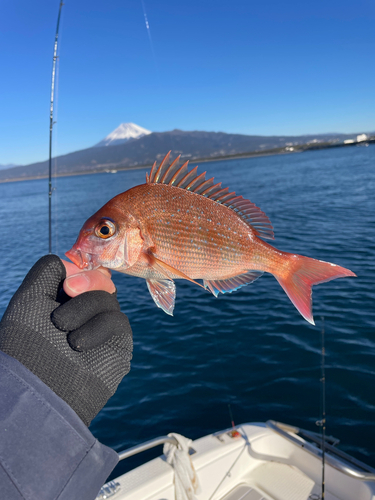 マダイの釣果