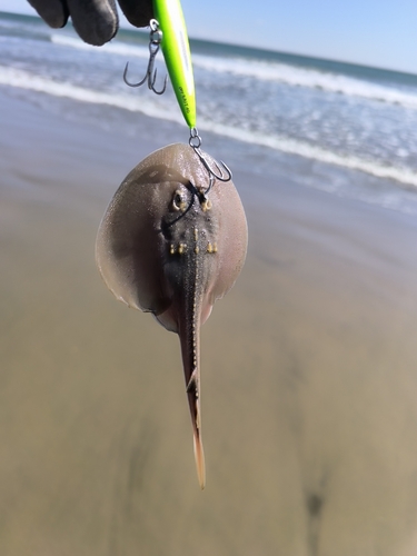 ウチワザメの釣果