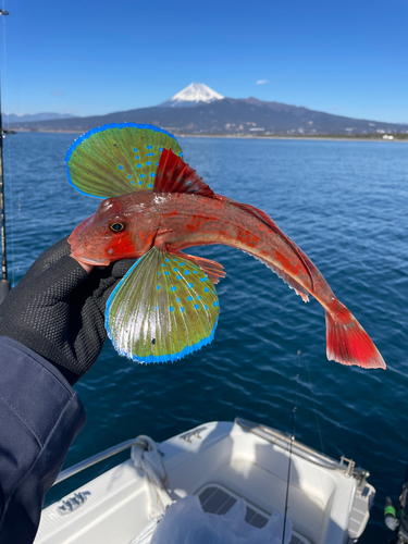 ホウボウの釣果