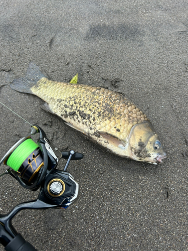 フナの釣果