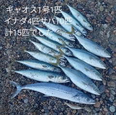 サバの釣果