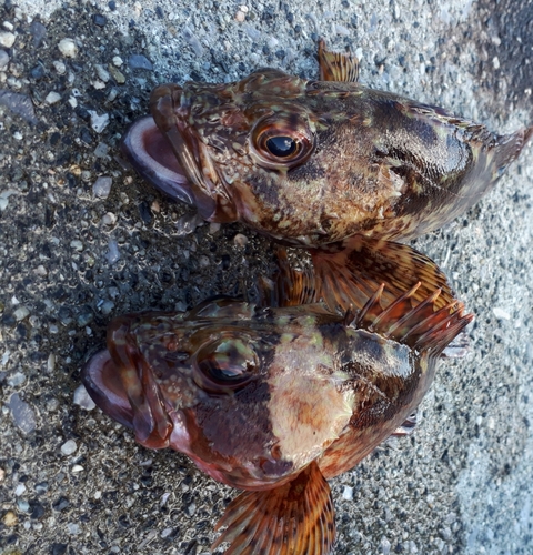 カサゴの釣果