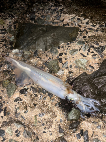 ヤリイカの釣果