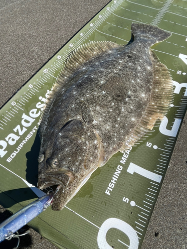 ヒラメの釣果