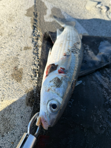 鮫島海岸