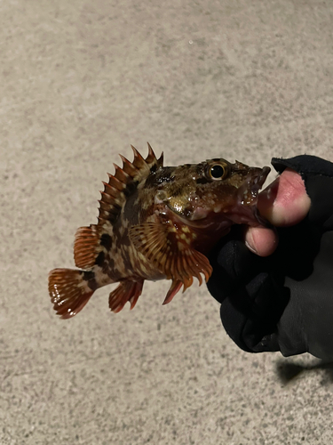 カサゴの釣果