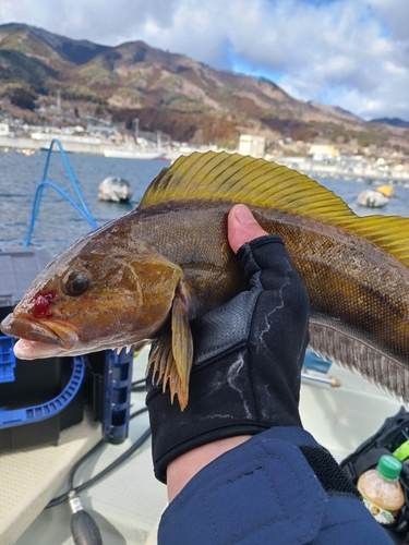 アイナメの釣果