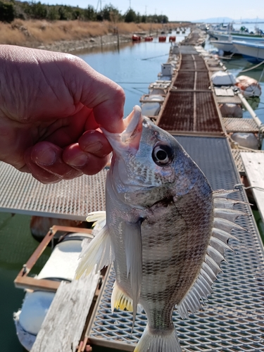 キビレの釣果