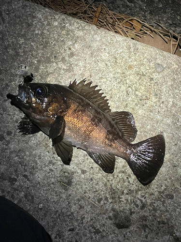 メバルの釣果