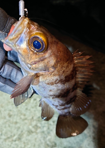 メバルの釣果