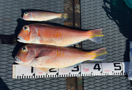 アカアマダイの釣果