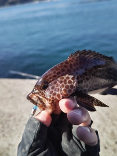 オオモンハタの釣果