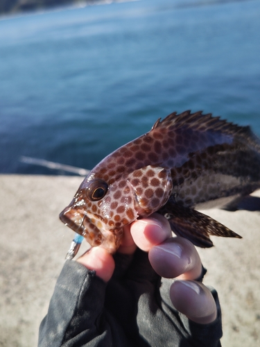 オオモンハタの釣果