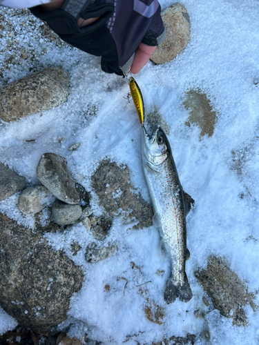 アマゴの釣果