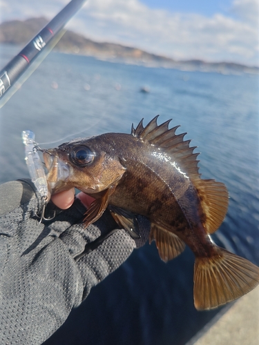 メバルの釣果