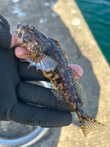 アナハゼの釣果