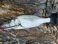 ヒラスズキの釣果