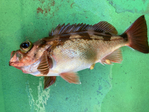 メバルの釣果