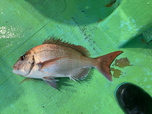 マダイの釣果