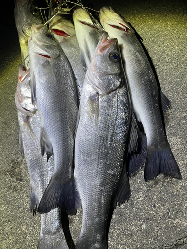 ヒラスズキの釣果