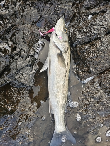 スズキの釣果