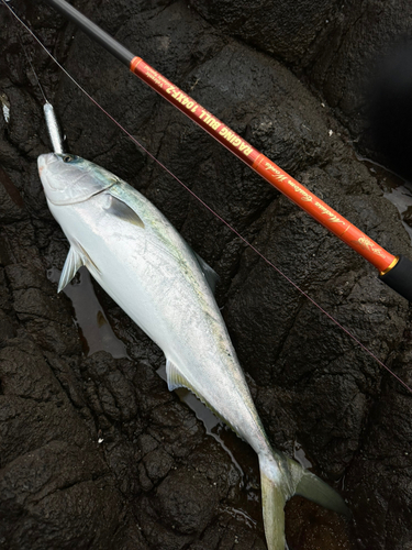 ヤズの釣果