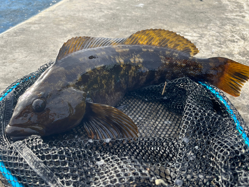 アイナメの釣果