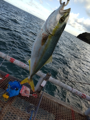 ハマチの釣果