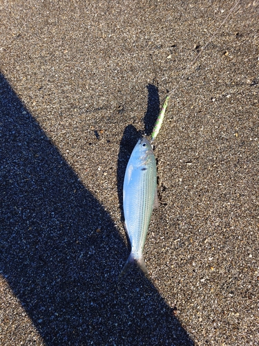 コノシロの釣果