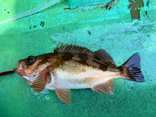 ウスメバルの釣果