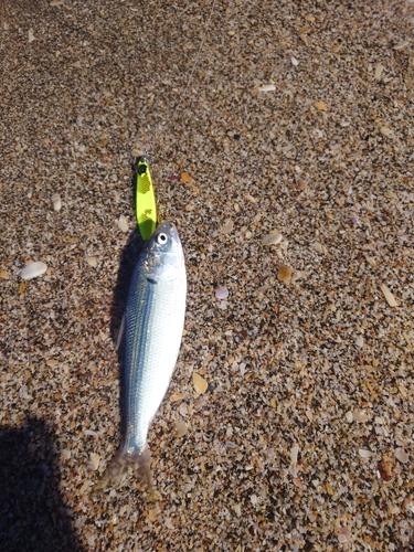 コノシロの釣果