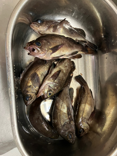 メバルの釣果