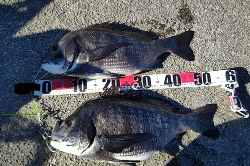 クロダイの釣果