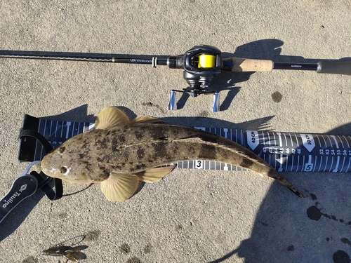 マゴチの釣果