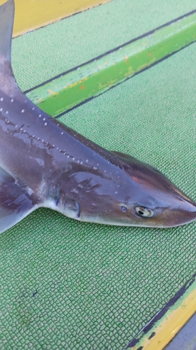 ホシザメの釣果