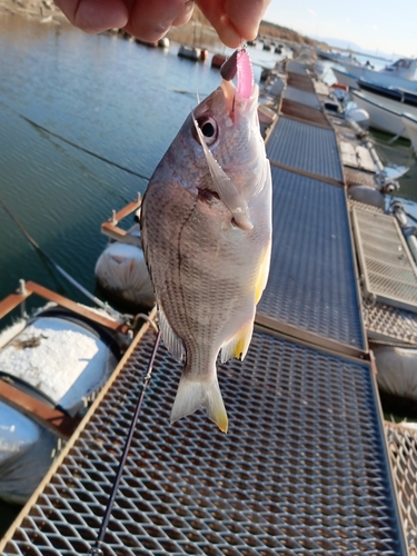 キビレの釣果