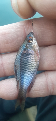 タイリクバラタナゴの釣果