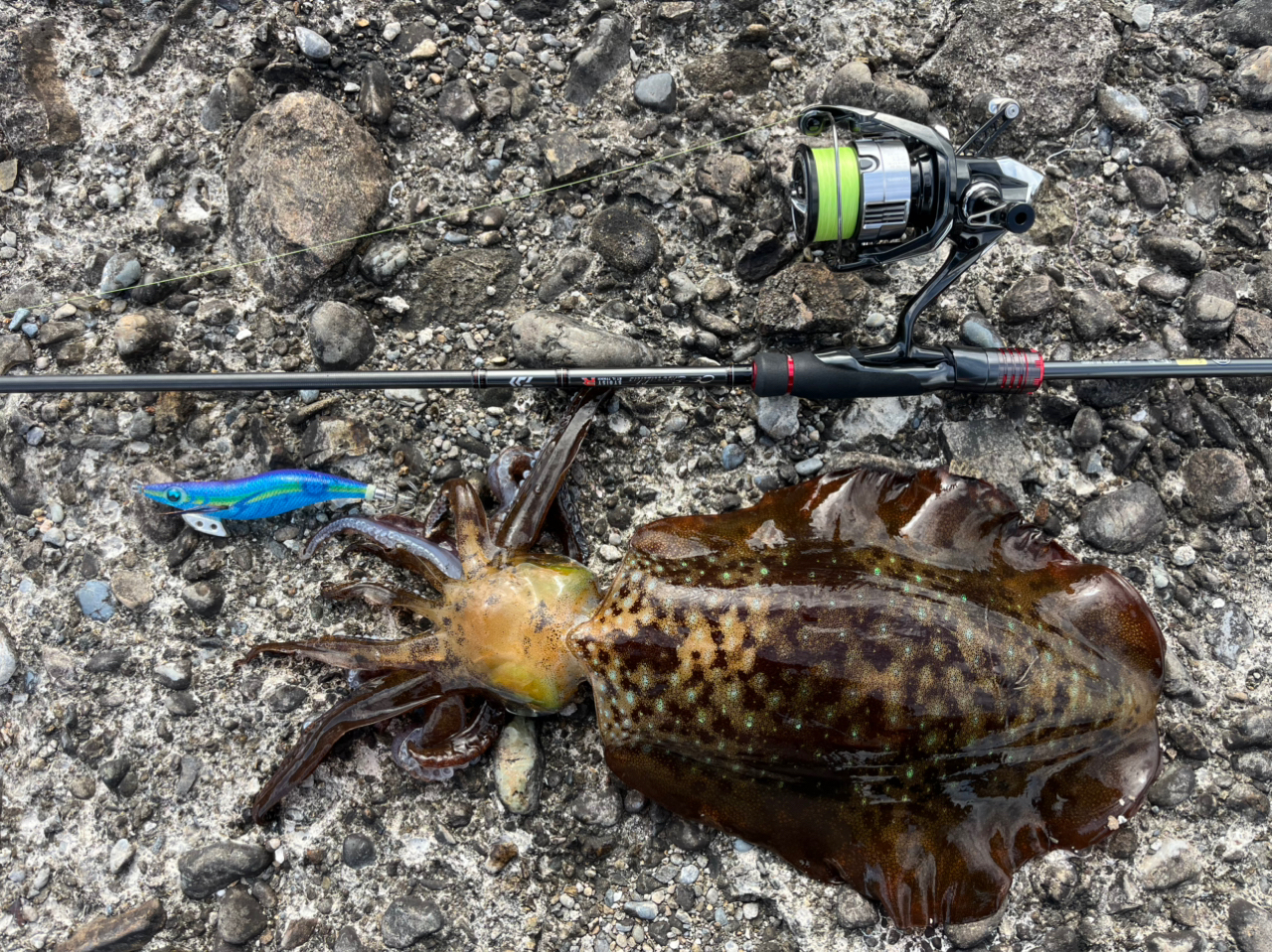 DAIWA 22エメラルダス ストイスト RT IL 79MMHの最安値 DAIWA 22エメラルダス ストイスト RT IL 79MMHの最安値