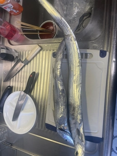タチウオの釣果