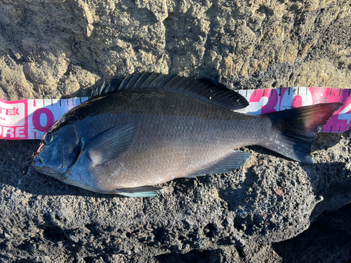 メジナの釣果