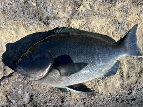 メジナの釣果