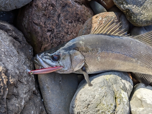 ヒラスズキの釣果