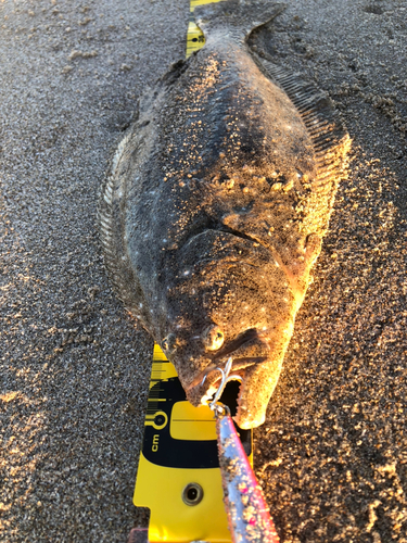 ヒラメの釣果