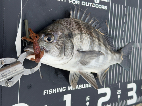 チヌの釣果